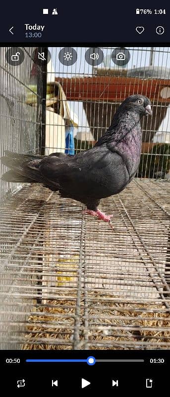 BLACK KHATANG MALE KABLI 14