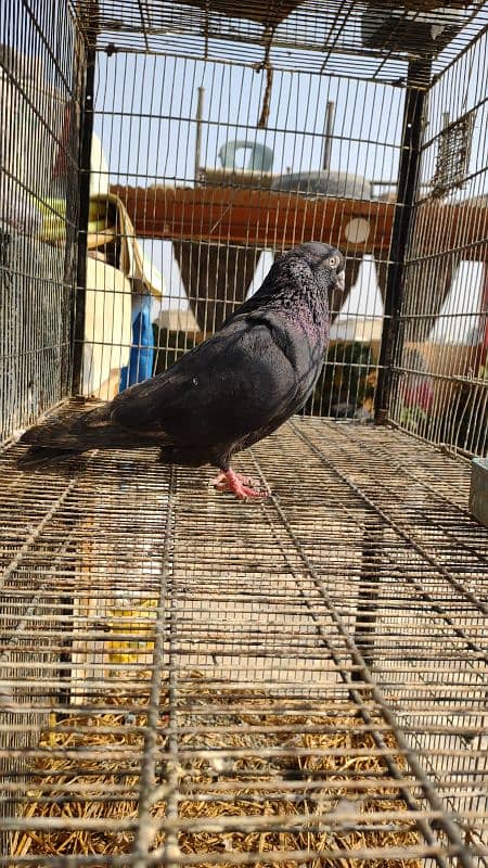 BLACK KHATANG MALE KABLI 18