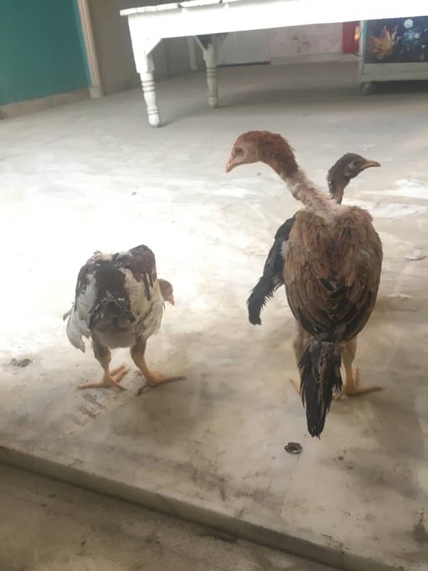 Aseel chicks for sale 1