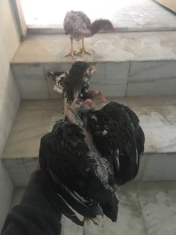 Aseel chicks for sale 3