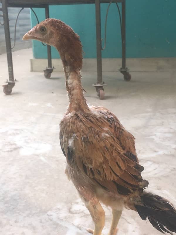 Aseel chicks for sale 7