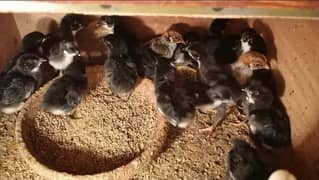 AUSTRALORP CHICKS FOR SALE