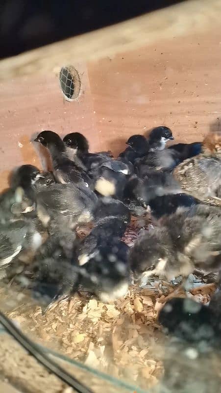 AUSTRALORP CHICKS FOR SALE 1