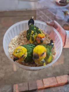 high quality sun conure chicks