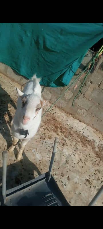 tada Bakra age 11 month healthy Ghar K Bacha Hai 10