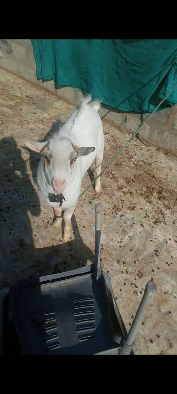 tada Bakra age 11 month healthy Ghar K Bacha Hai 11