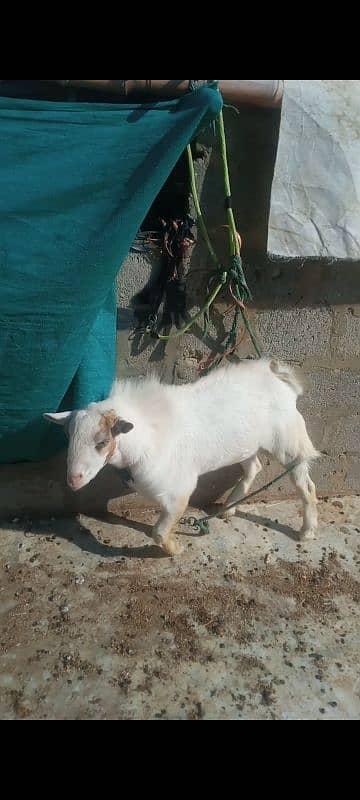 tada Bakra age 11 month healthy Ghar K Bacha Hai 12