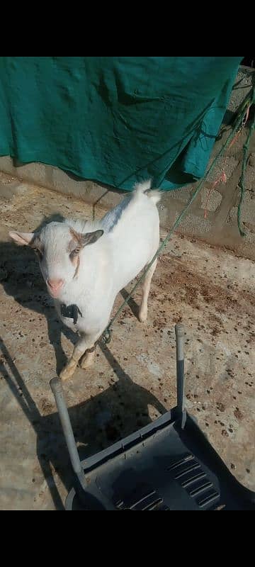 tada Bakra age 11 month healthy Ghar K Bacha Hai 14