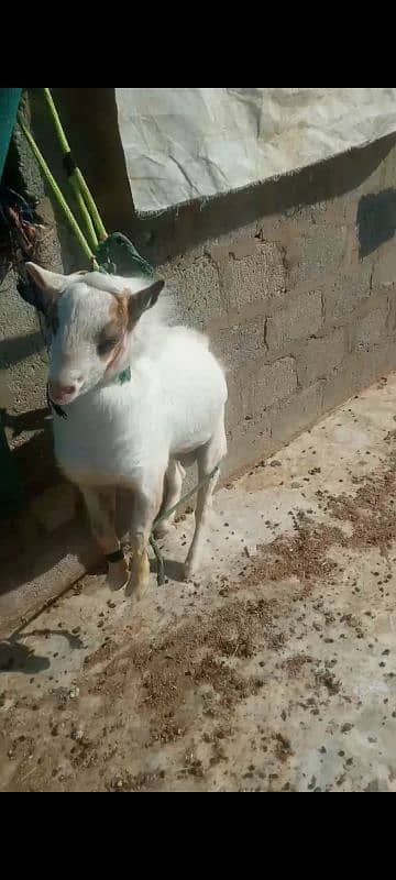 tada Bakra age 11 month healthy Ghar K Bacha Hai 15