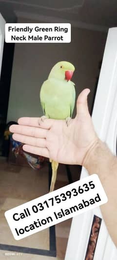 RING NECK HAND TAME MALE