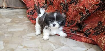 shihtzu