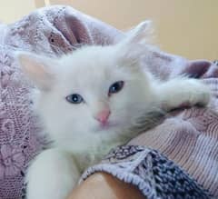 persian baby for sale male age 2 months