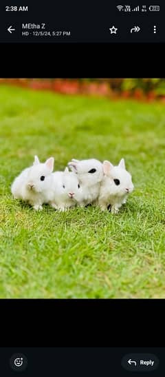 drawf hotot bunnies for sale