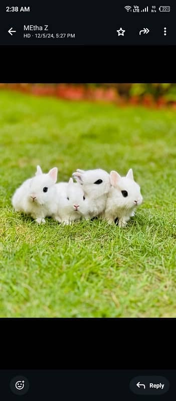 drawf hotot bunnies for sale 0