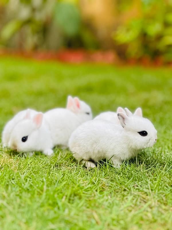 drawf hotot bunnies for sale 1