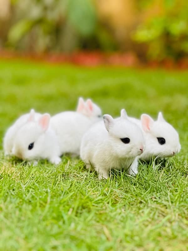 drawf hotot bunnies for sale 2