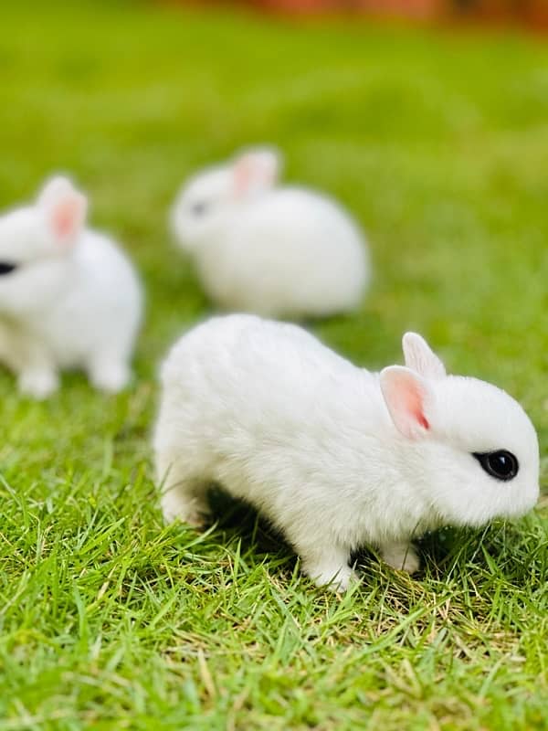 drawf hotot bunnies for sale 3