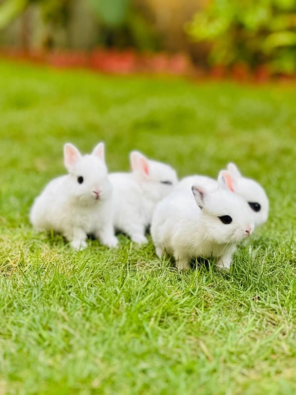 drawf hotot bunnies for sale 4