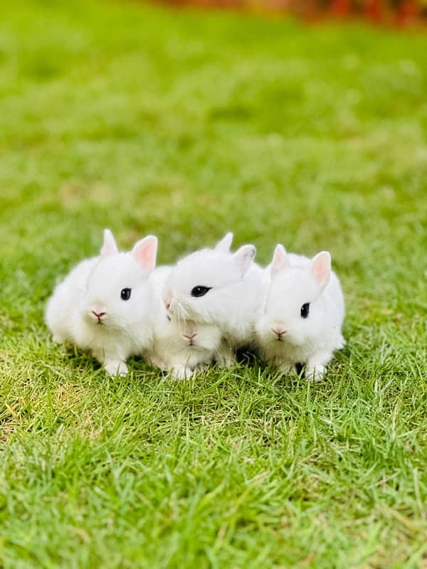 drawf hotot bunnies for sale 5