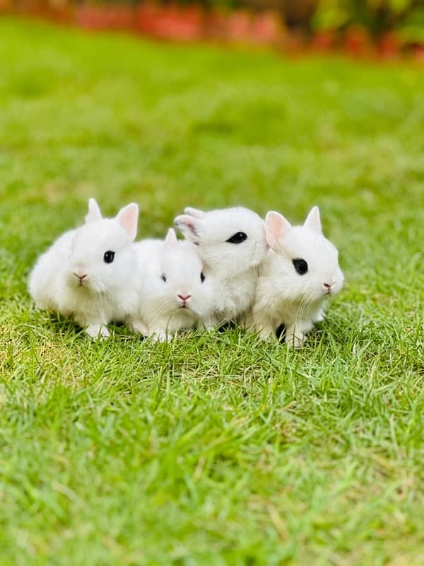 drawf hotot bunnies for sale 6