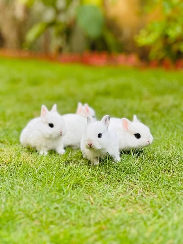 drawf hotot bunnies for sale 7