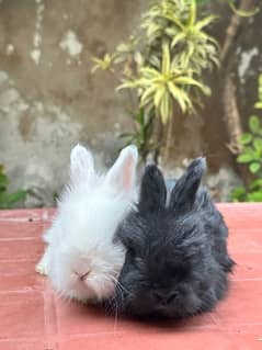 lion head angoora bunnies for sale