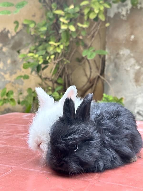 lion head angoora bunnies for sale 1