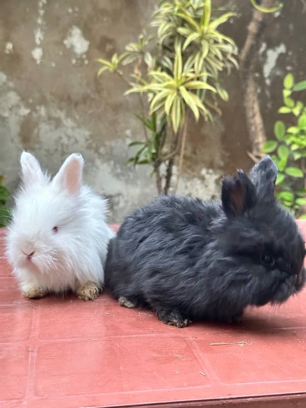 lion head angoora bunnies for sale 2