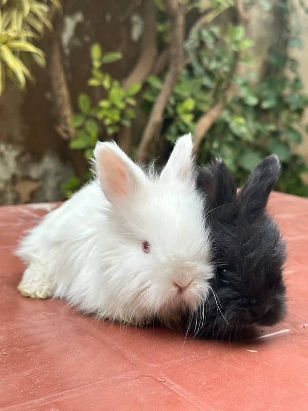 lion head angoora bunnies for sale 3