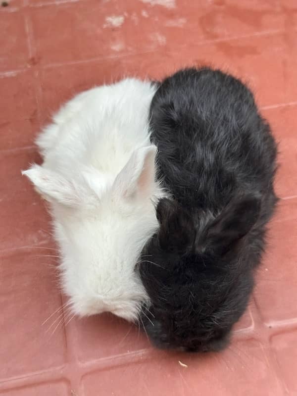 lion head angoora bunnies for sale 4