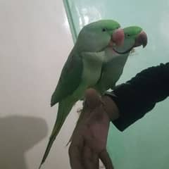 Pahari Alexandrine Raw Pair Jumbo Size Talking Hand tamed