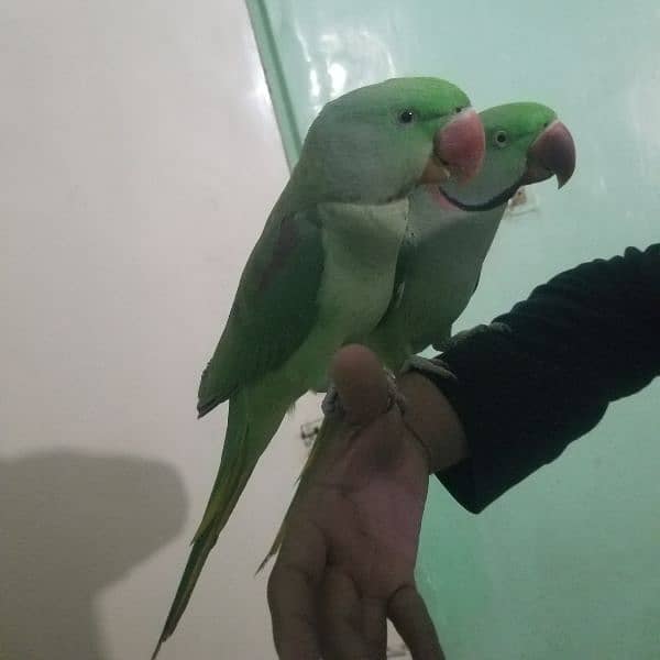 Pahari Alexandrine Raw Pair Jumbo Size Talking Hand tamed 0