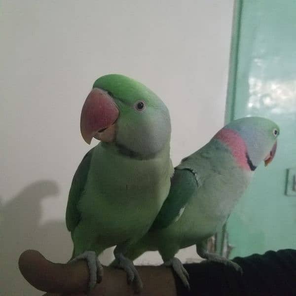 Pahari Alexandrine Raw Pair Jumbo Size Talking Hand tamed 1