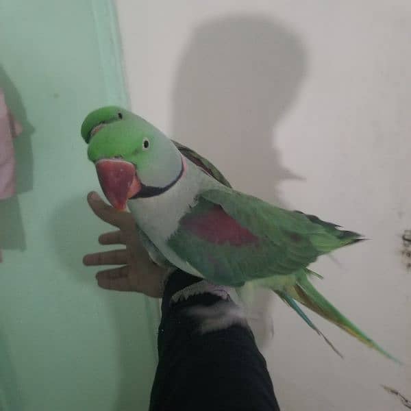 Pahari Alexandrine Raw Pair Jumbo Size Talking Hand tamed 2