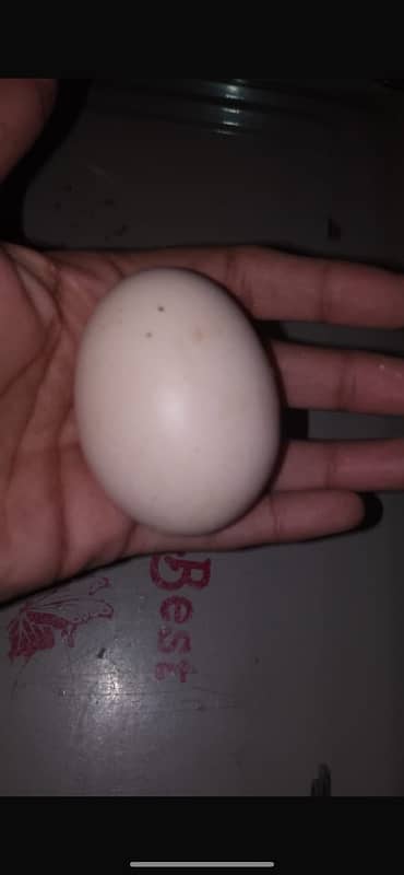 Black o shamo k egg or chuza or breader Murgha available 2