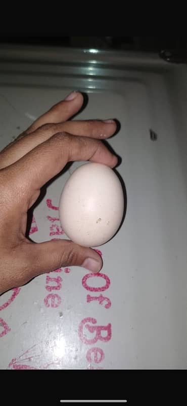 Black o shamo k egg or chuza or breader Murgha available 4