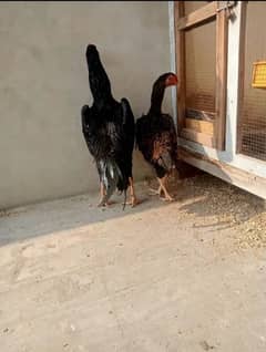 Black o shamo k egg or chuza or breader Murgha available