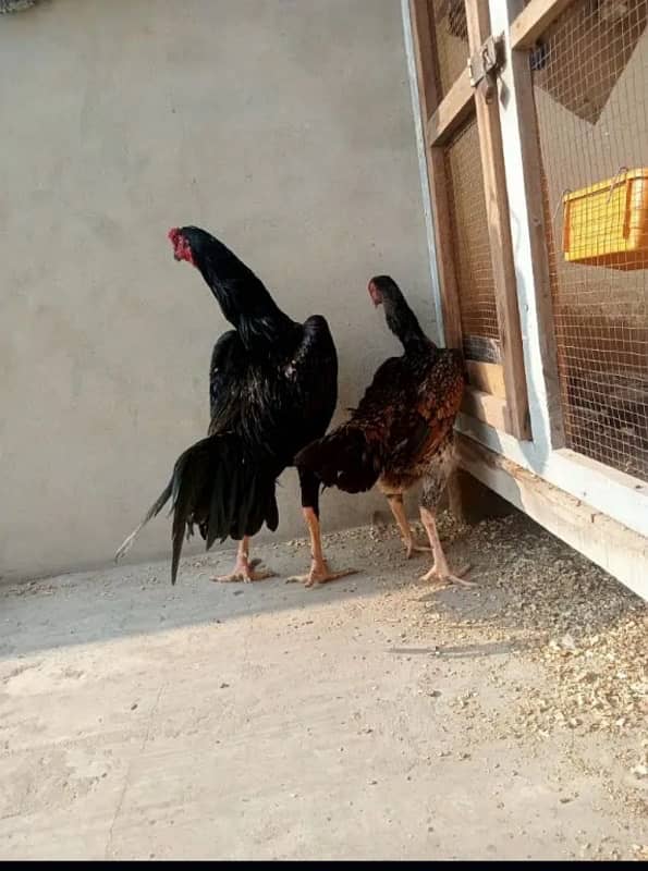 Black o shamo k egg or chuza or breader Murgha available 7