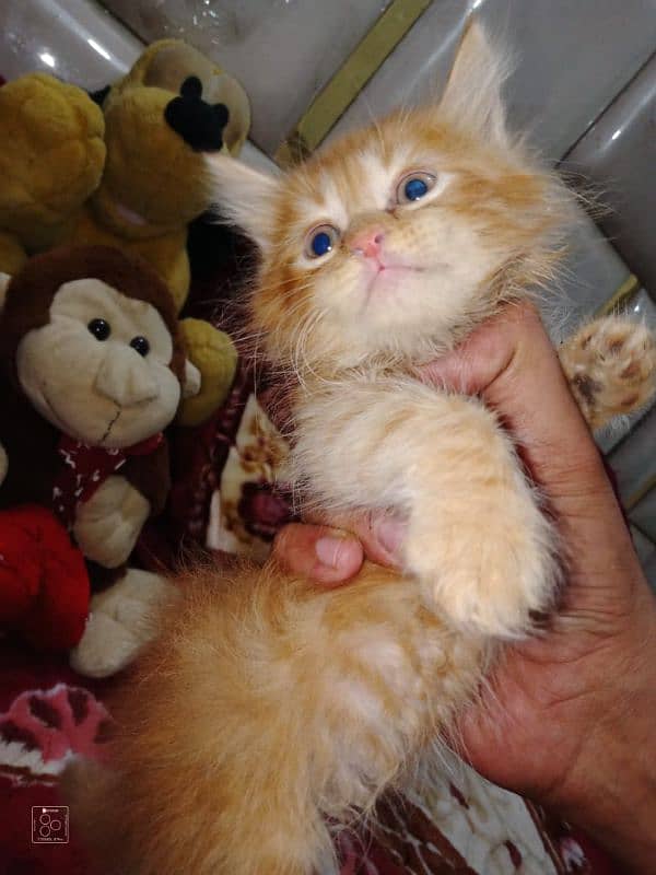 Pure Persian Cute Face Kittens/Cats Each Price Mention 3