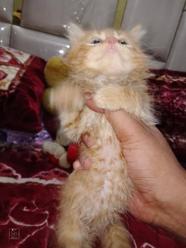 Pure Persian Cute Face Kittens/Cats Each Price Mention 4