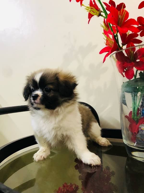 Shitzu Puppy (Urgent sell) 2