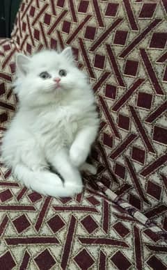 Persian triple coat male kitten