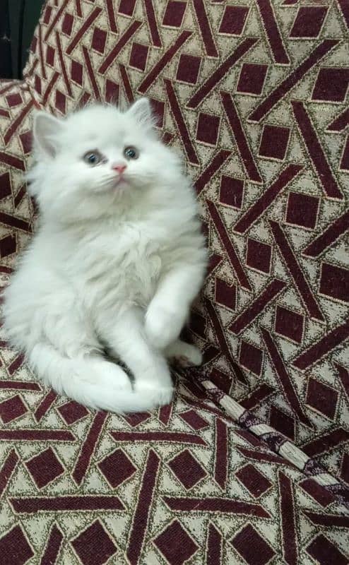 Persian triple coat male kitten 0