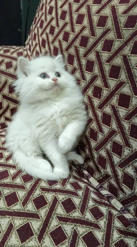 Persian triple coat male kitten 1