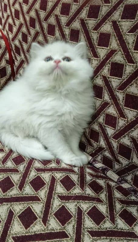 Persian triple coat male kitten 2