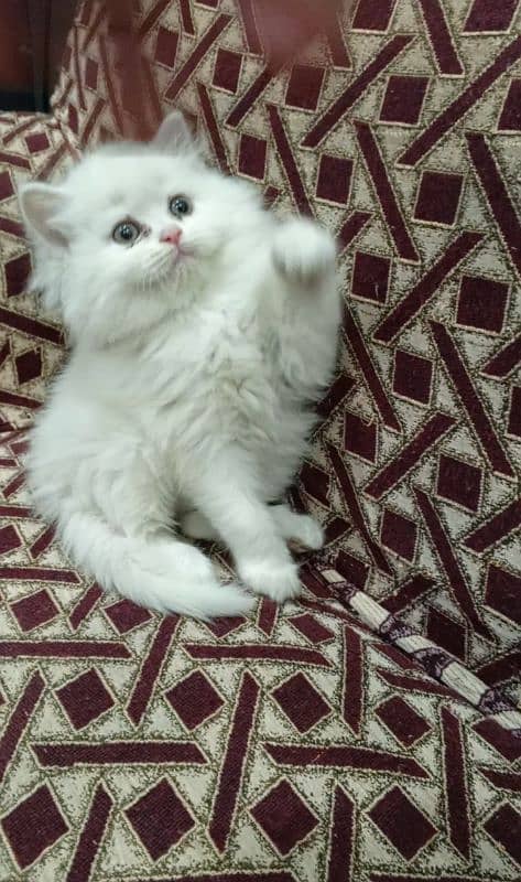 Persian triple coat male kitten 3