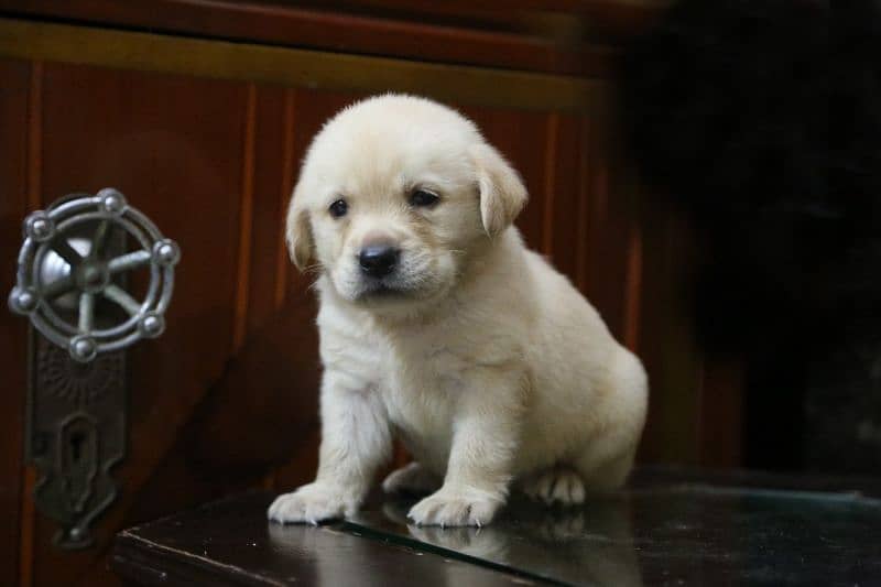 Labrador puppy imported Bloodline 1