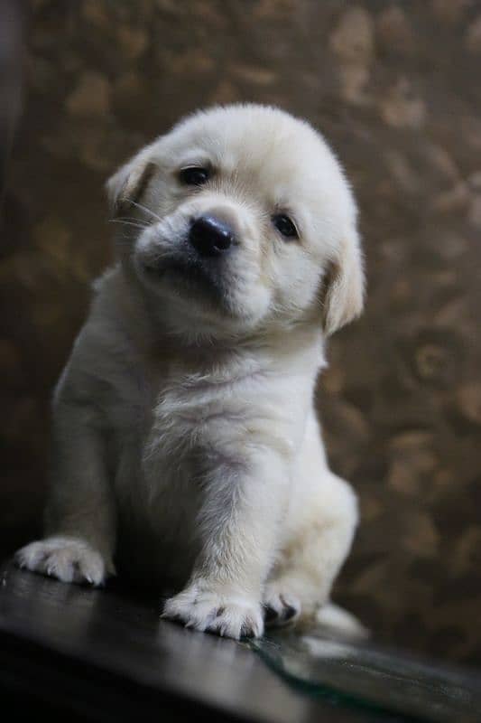 Labrador puppy imported Bloodline 2