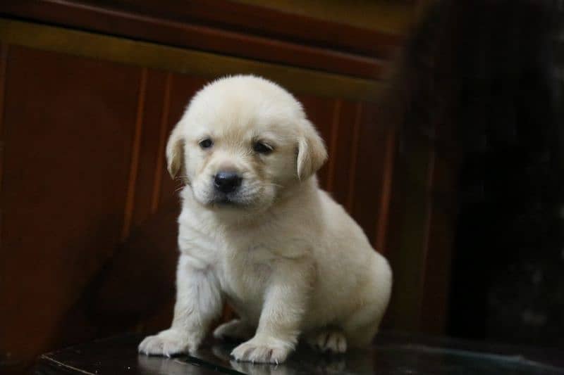 Labrador puppy imported Bloodline 5