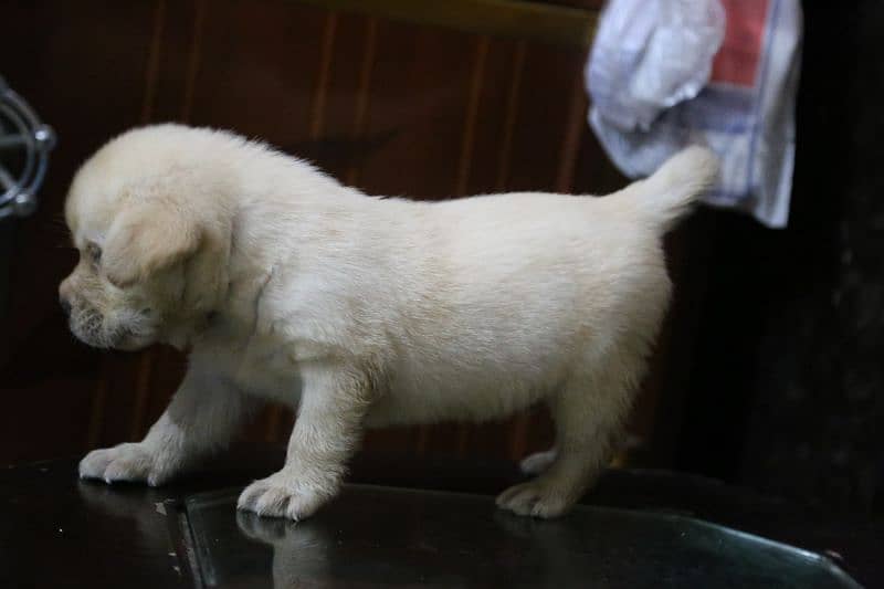 Labrador puppy imported Bloodline 6